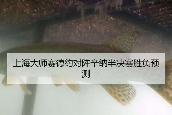 上海大师赛德约对阵辛纳半决赛胜负预测